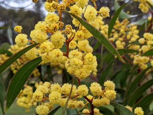 Mimosa