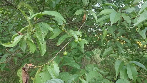 Munson Plum