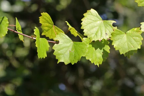 Muscadine Grape