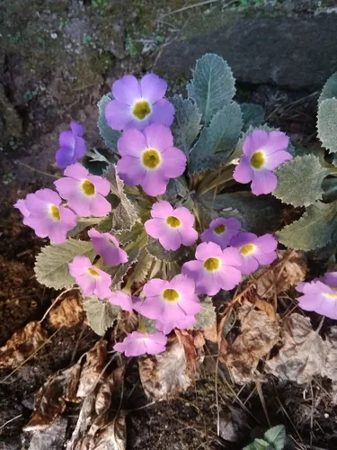 Myrsine