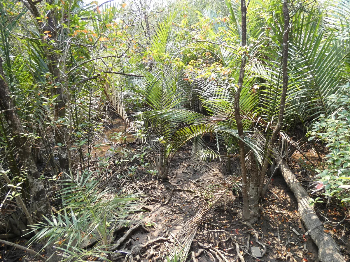 Nipa Palm
