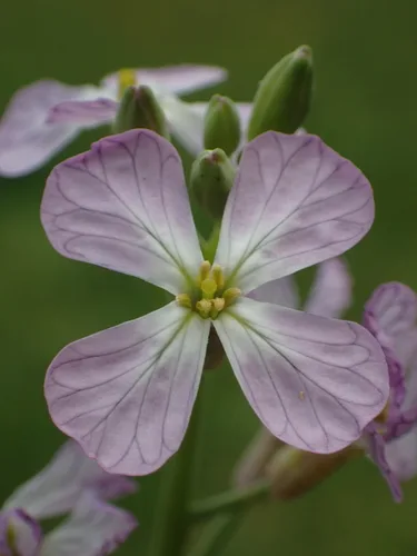 Oilseed Radish