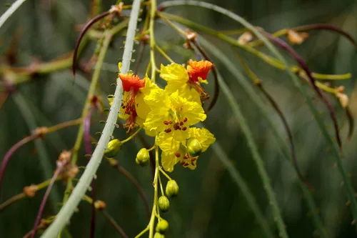 Palo Verde