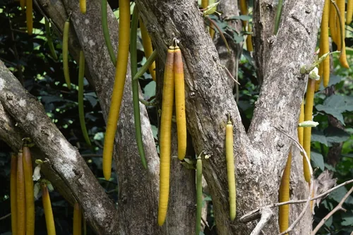 Panama Candle Tree