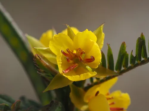 Partridge Cassia