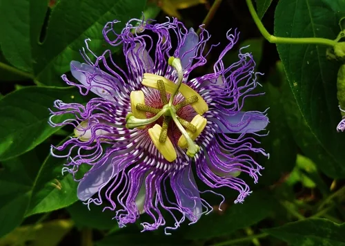 Passionflower
