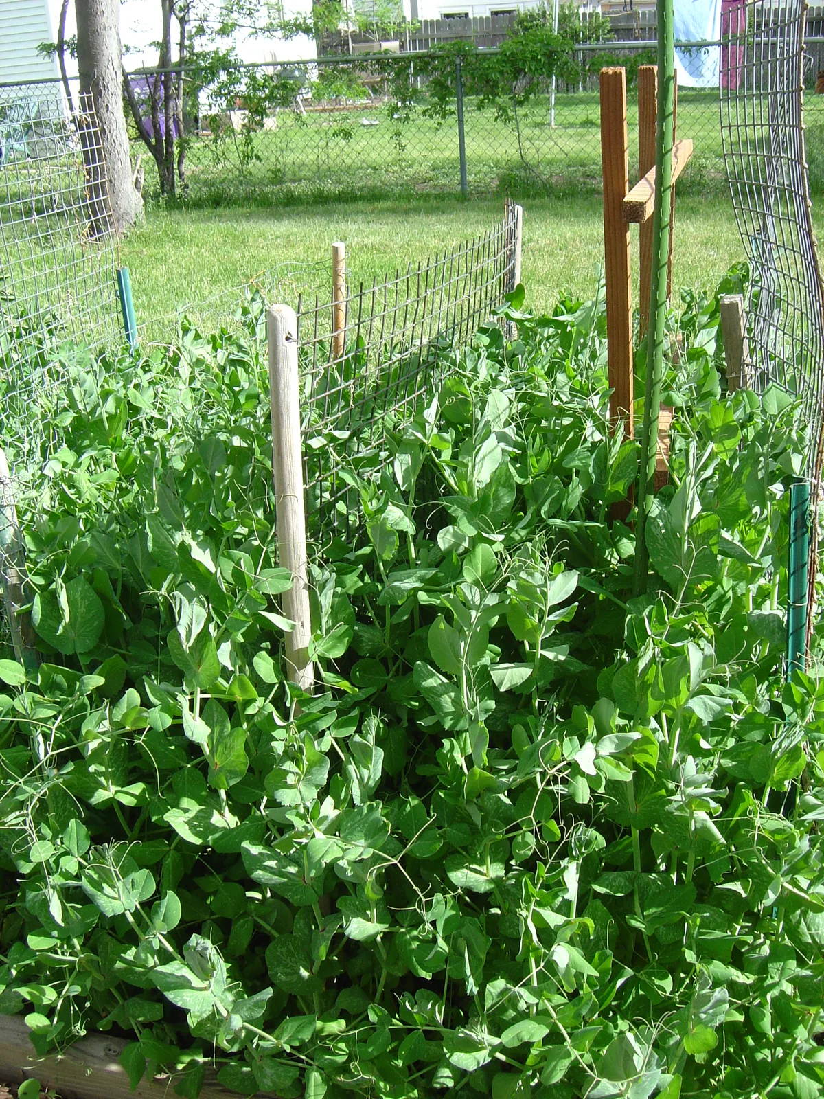 Pea