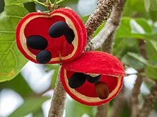 Peanut Tree