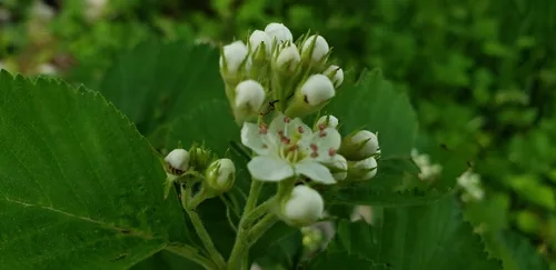 Pear Hawthorn