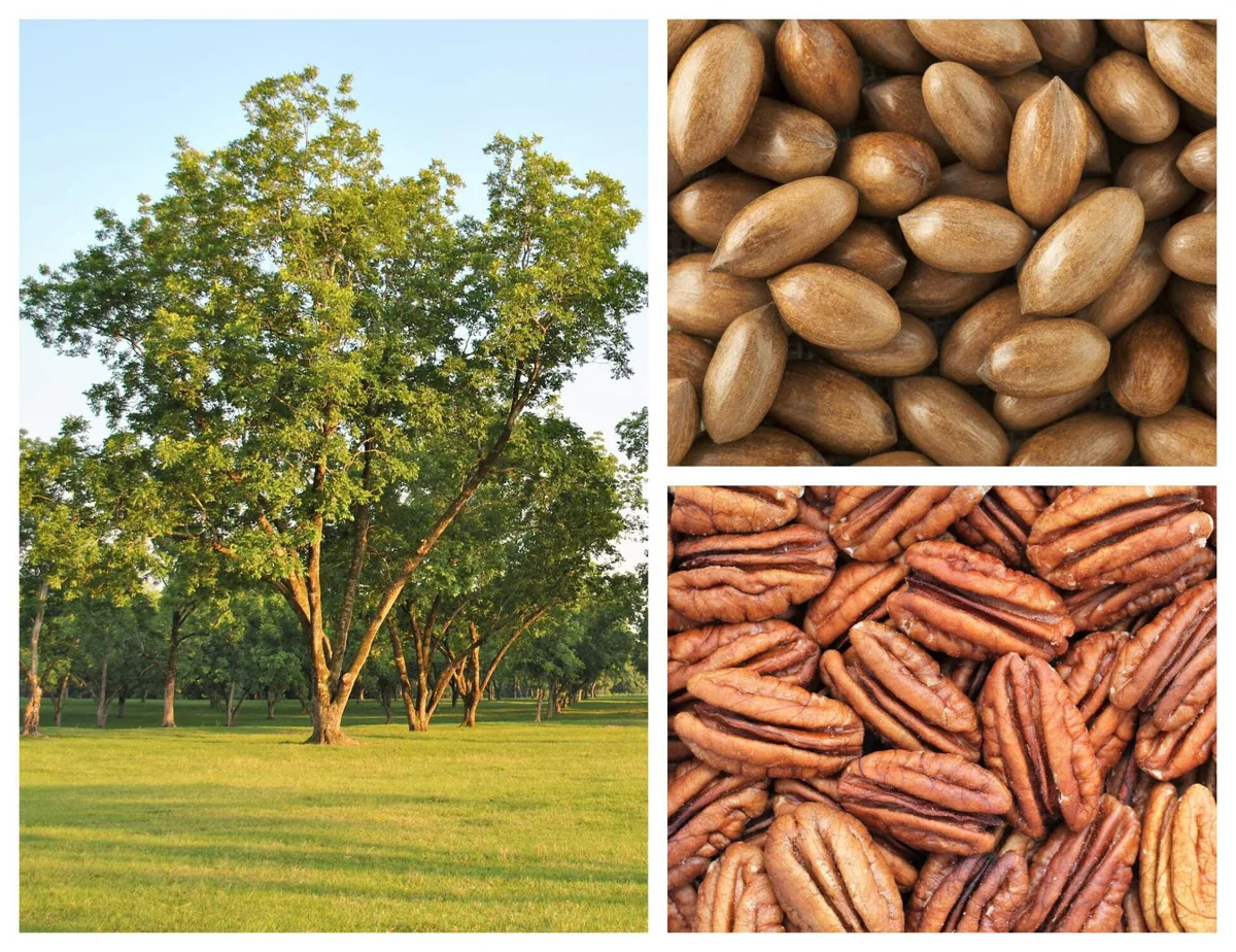 Pecan Tree
