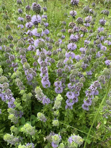 Pennyroyal