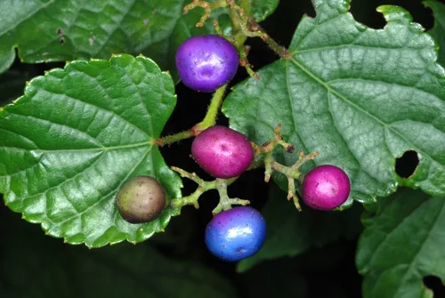 Peppervine