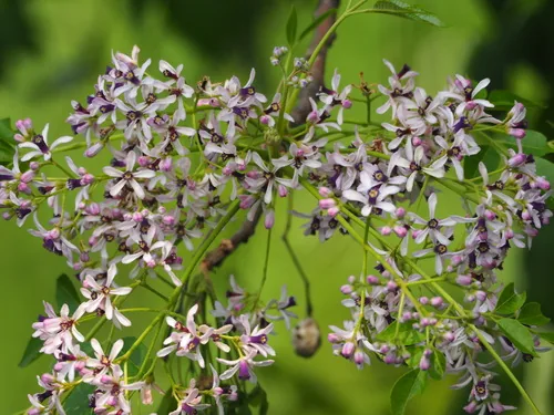 Persian Lilac