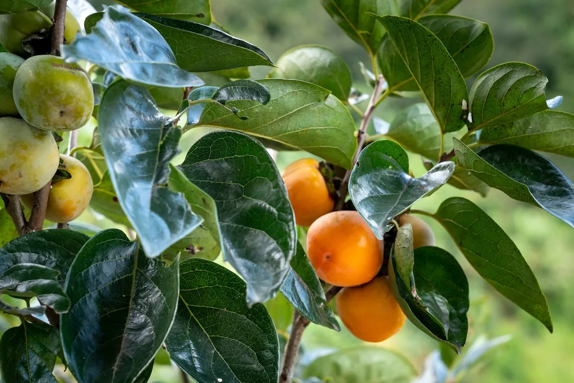 Persimmon Tree