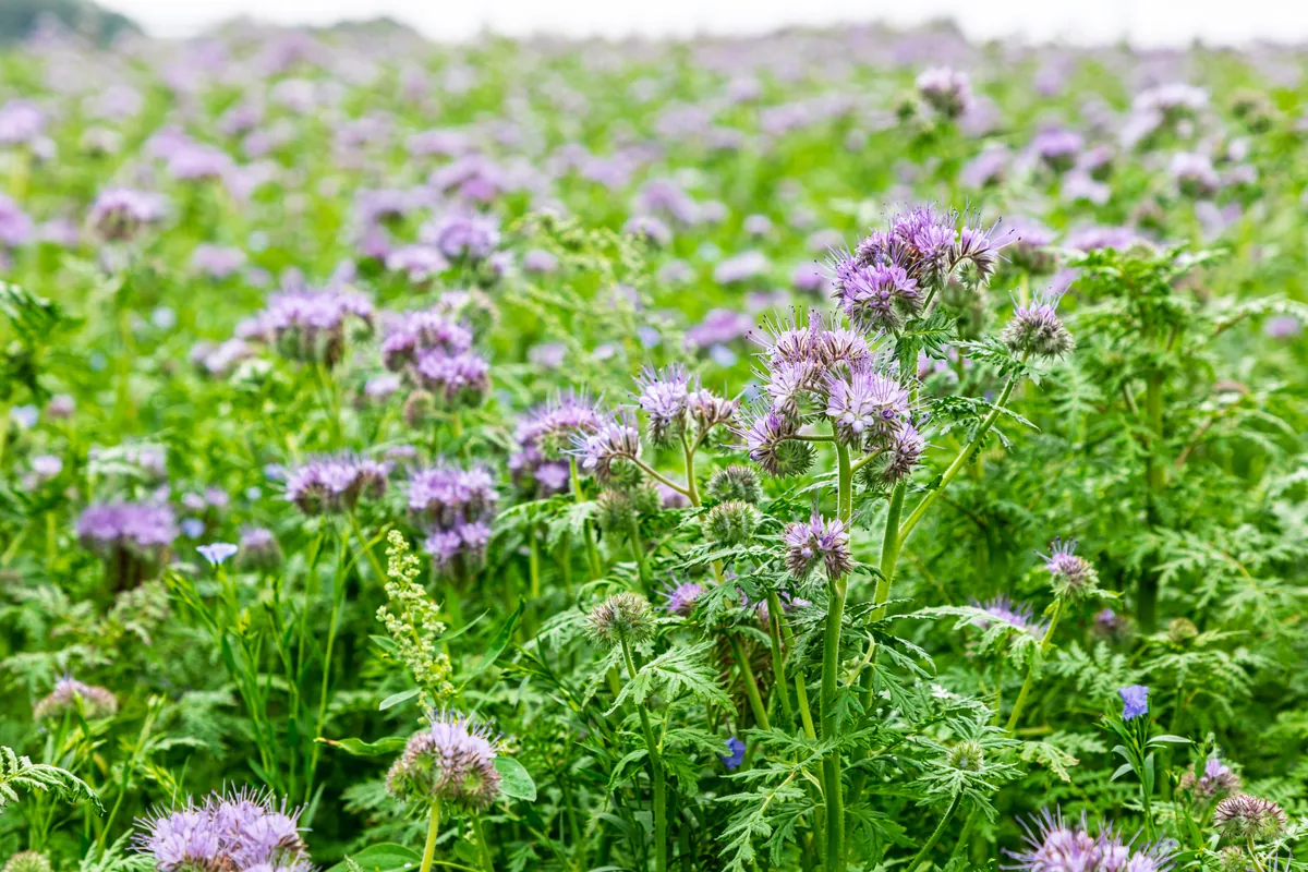 Phacelia