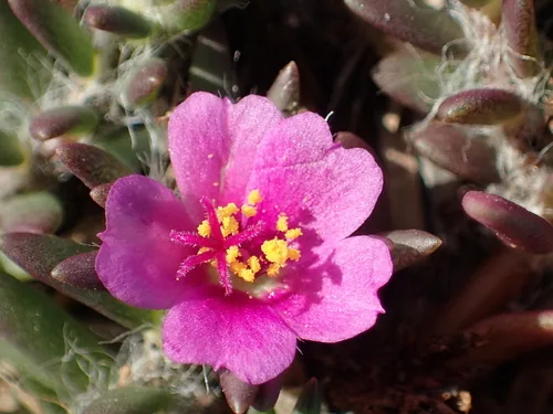 Piedmont Purslane