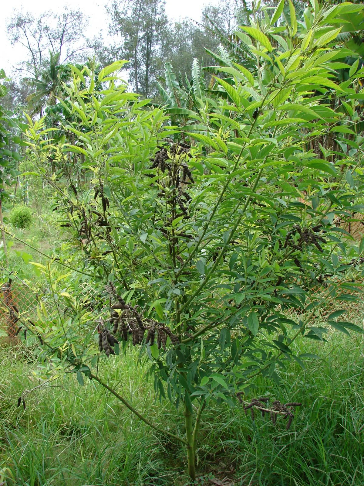 Pigeon Pea