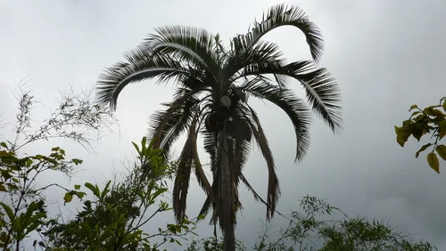 Pindo Palm