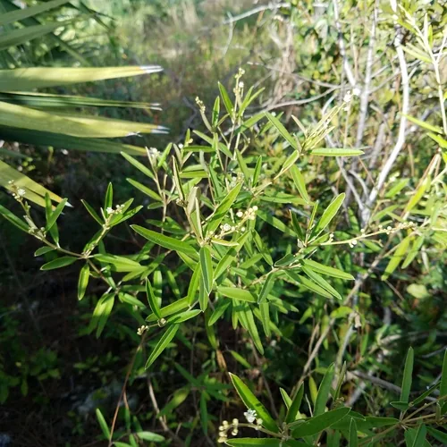 Pineland Croton