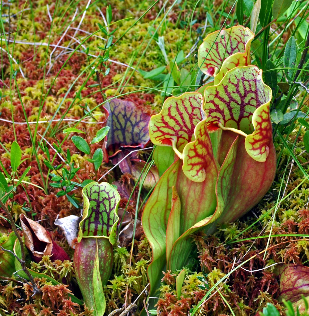Pitcher Plant