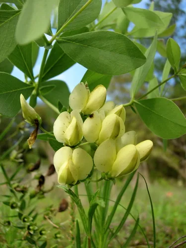 Plains Wild Indigo