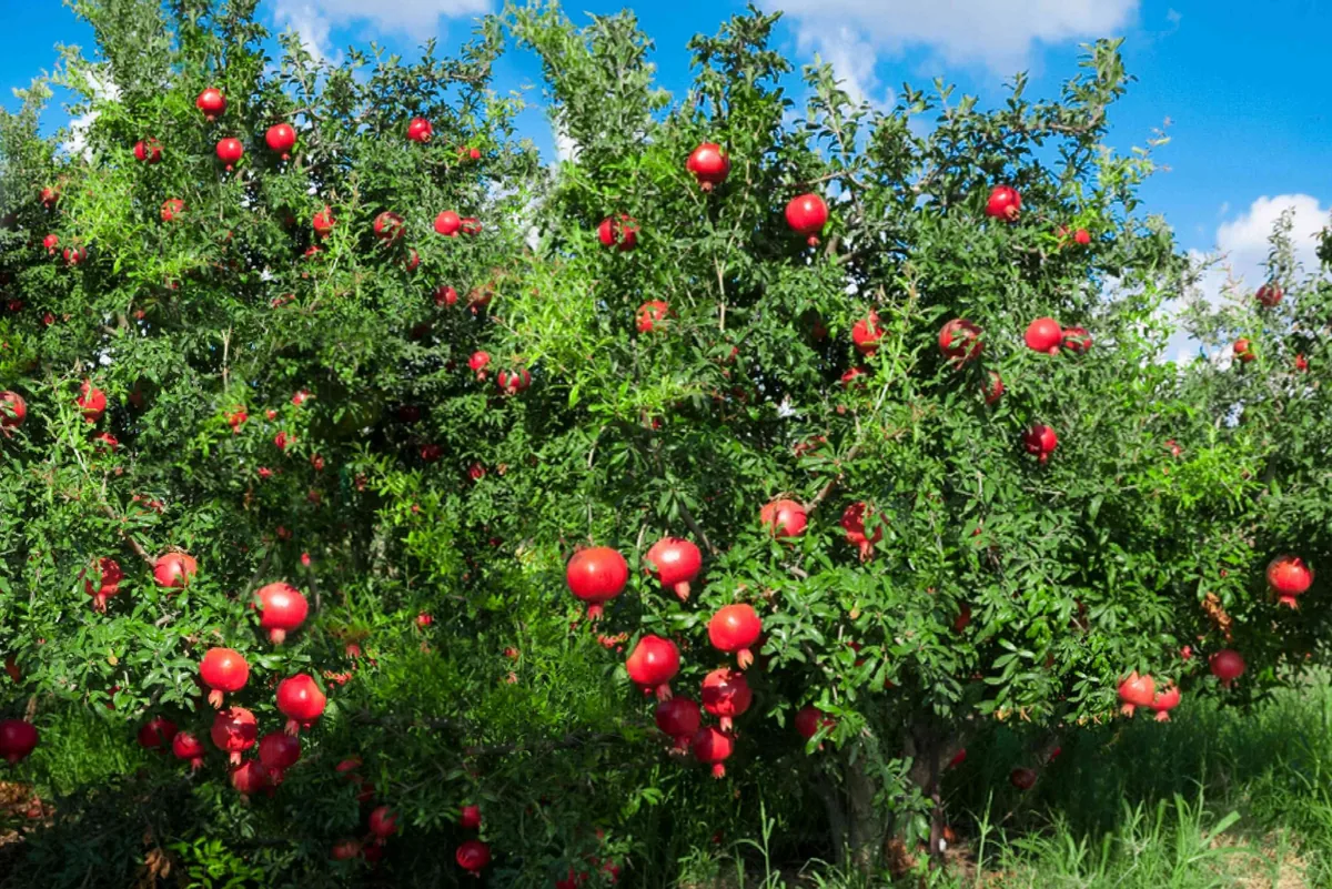 Pomegranate Tree