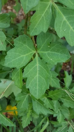 Possum Grape