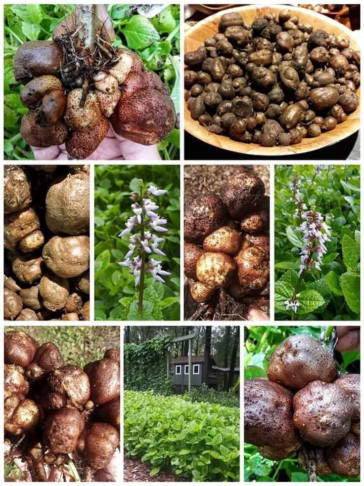 Potato Mint