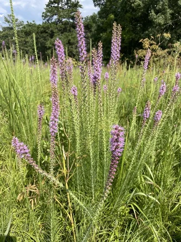 Prairie Blazingstar