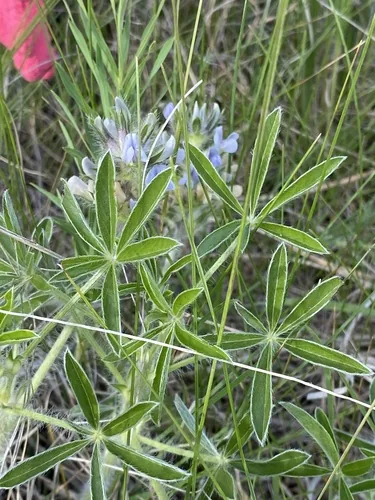 Prairie Turnip