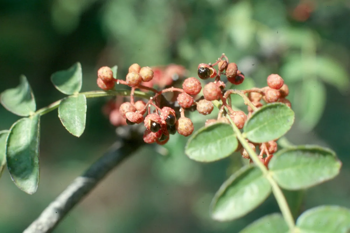 Prickly Ash
