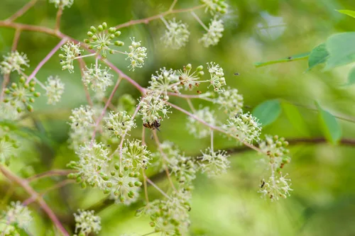 Prickly Elder