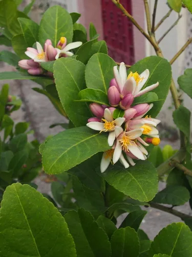 Rangpur Lime