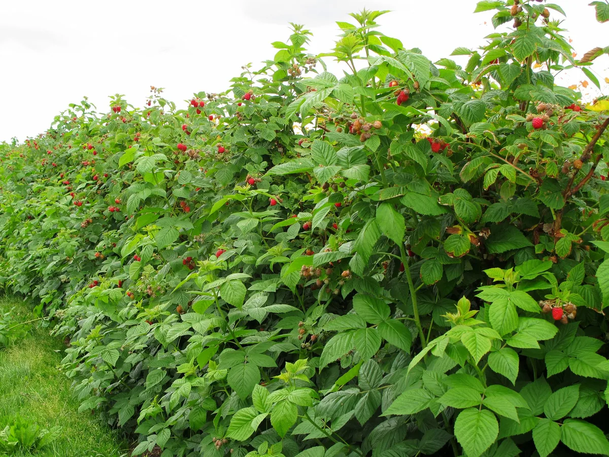 Raspberry