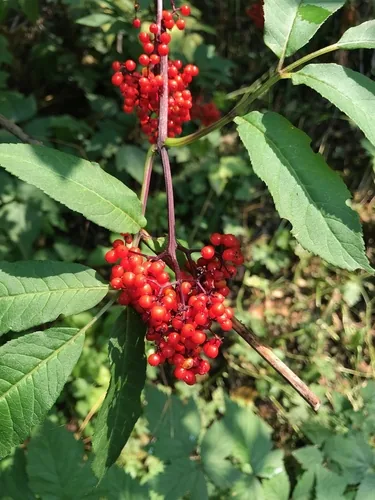 Red Elderberry