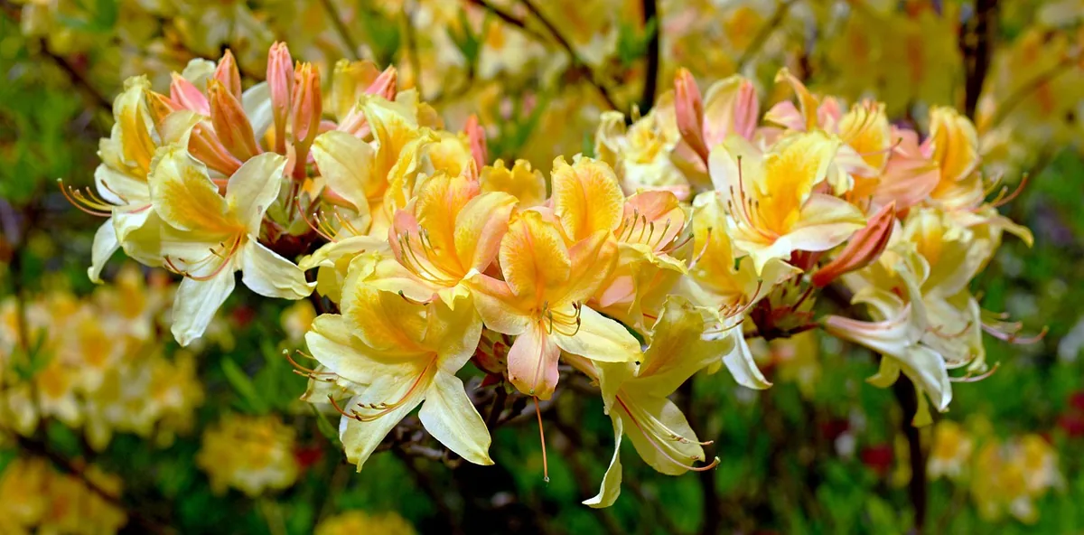 Rhododendron