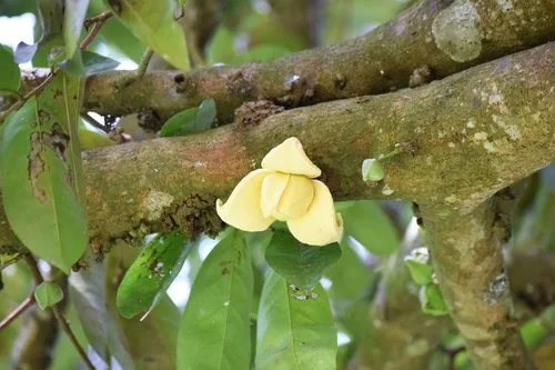 Rollinia