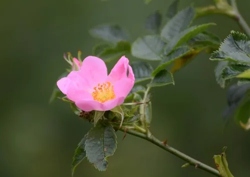 Rose Apple