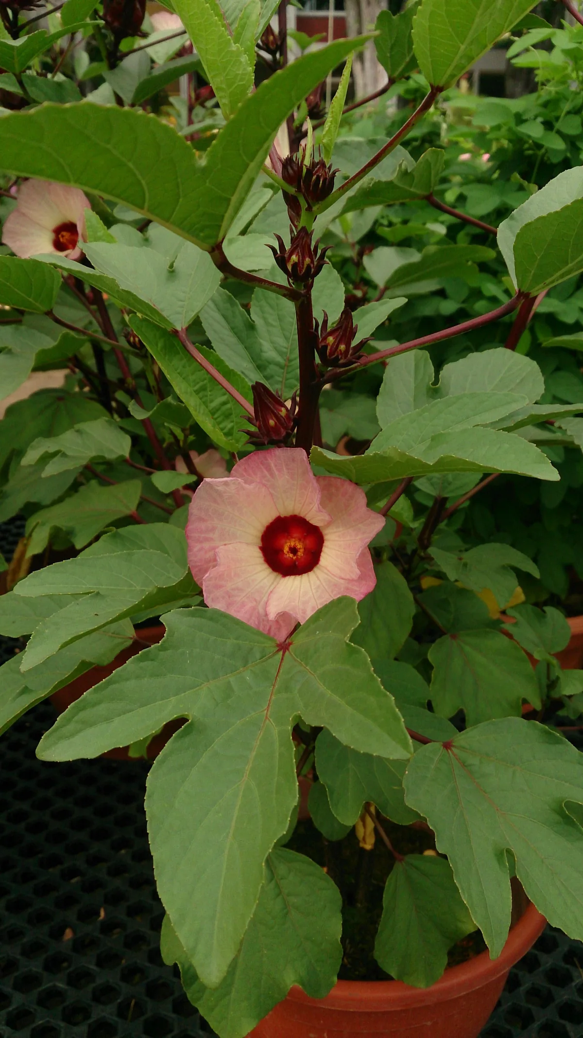 Roselle