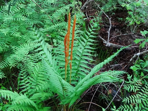 Royal Fern