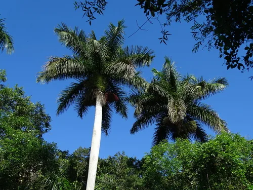 Royal Palm