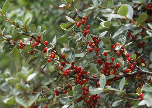 Russet Buffaloberry