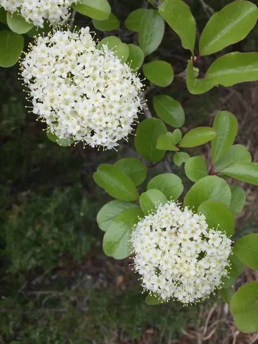 Rusty Blackhaw