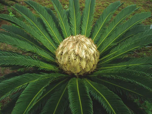 Sago Palm