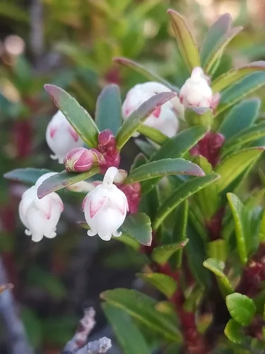 Salal