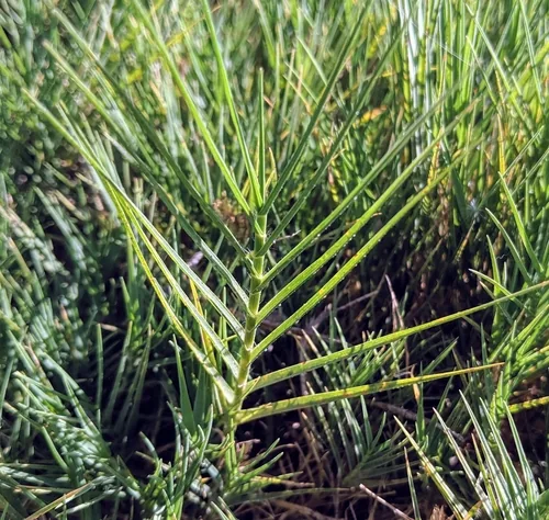Saltgrass