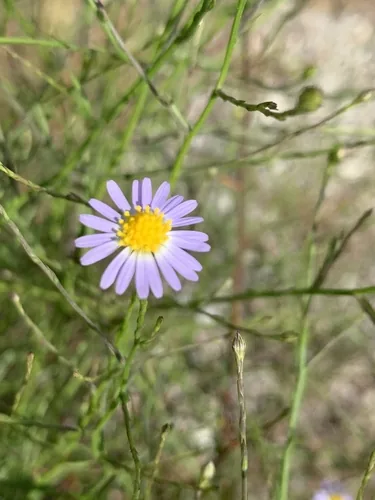 Saltmarsh Aster
