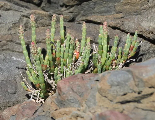 Saltwort