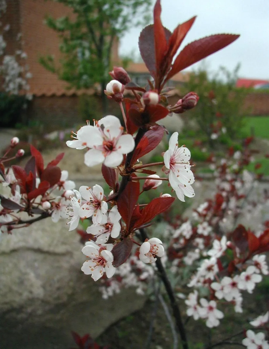 Sand Cherry