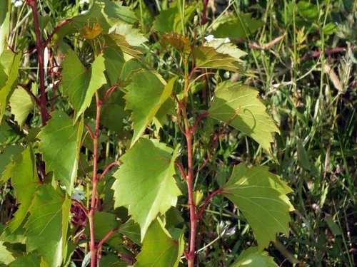 Sand Grape